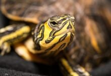 call patterns decoding analysis