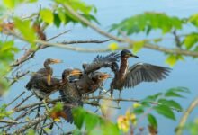 regional call behavior trends